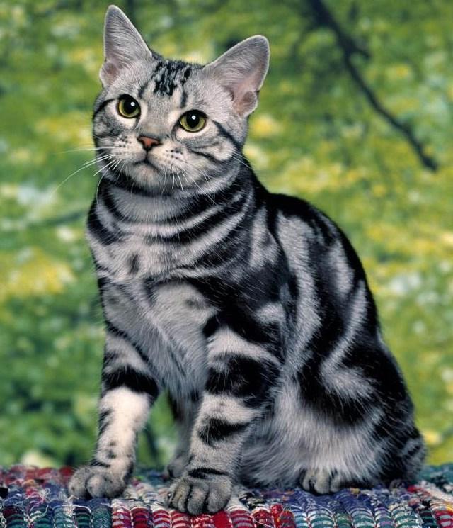 Grey Tabby Cat Breeds