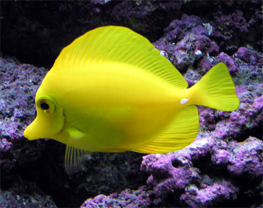 kinds of pet fish