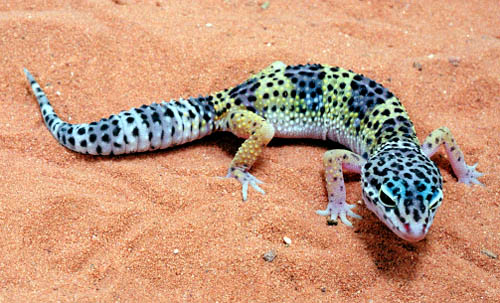 [Imagen: pet-leopard-gecko.jpg]