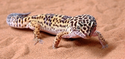[Image: leopard-gecko.jpg]
