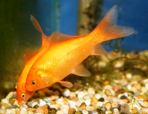 kinds of pet fish